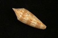 藏品(長芋螺)的圖片